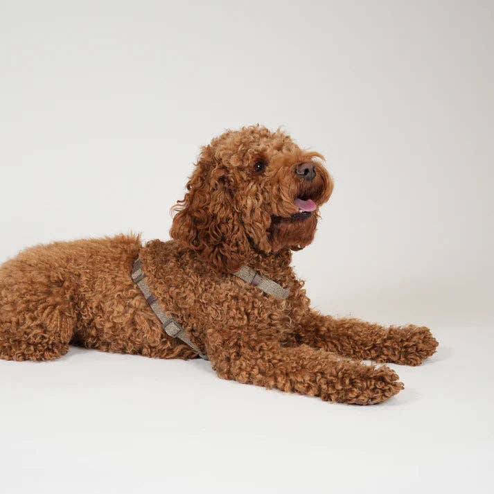 Tara H-Strap - Hundesele | Mocca