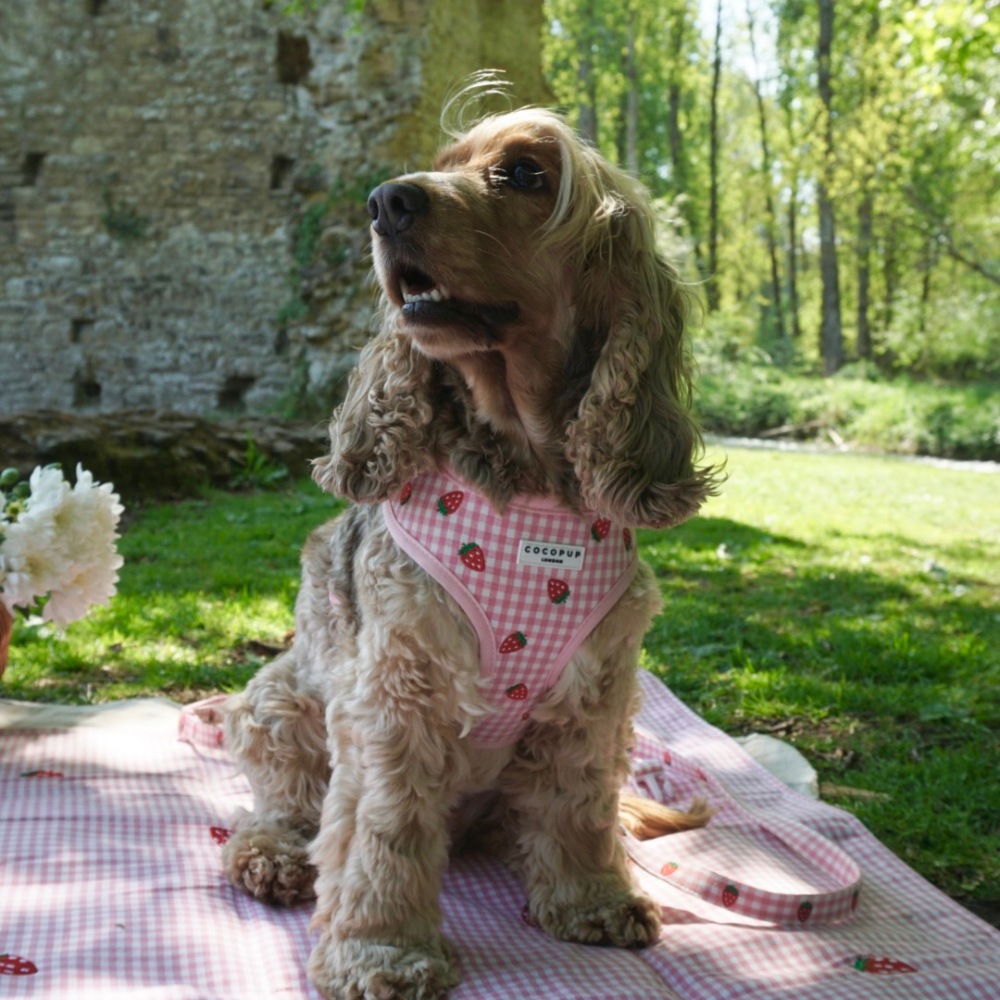 Strawberry Picnic Pup - Hundesele