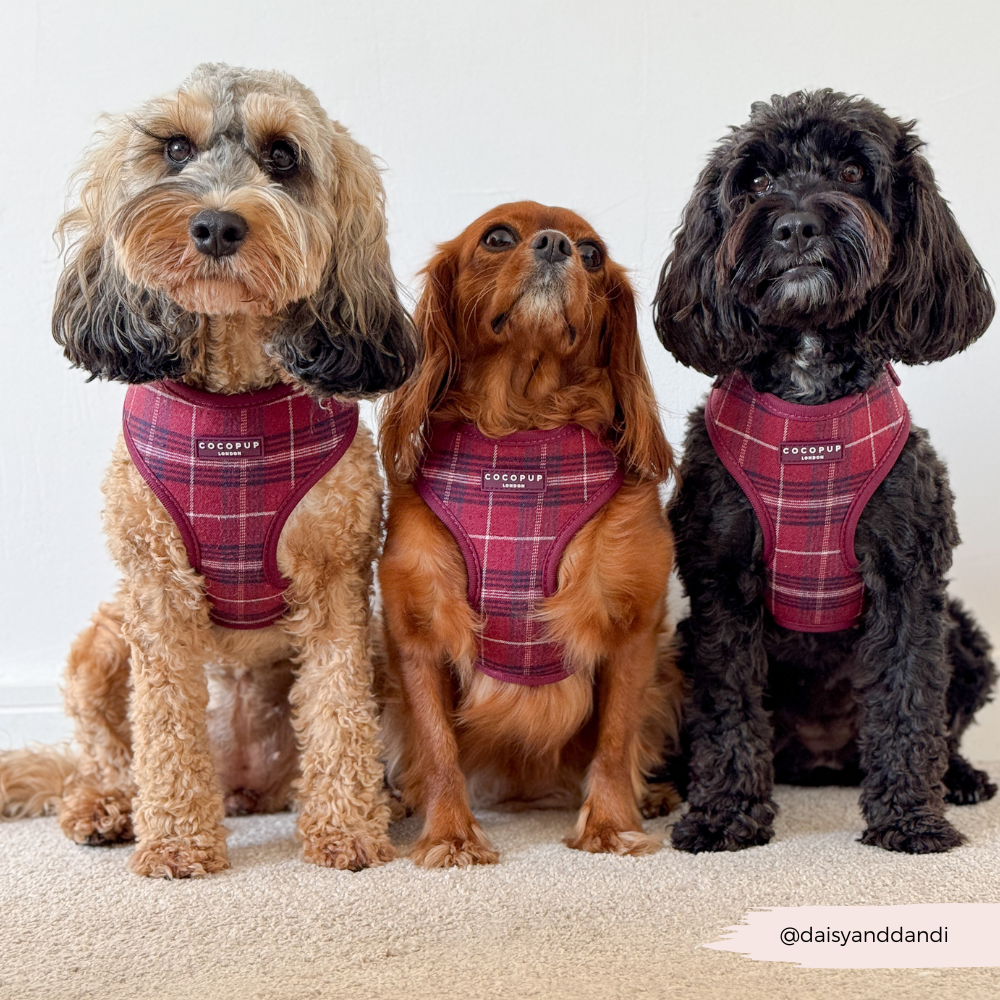 Mulberry Plaid - Justerbar hundesele