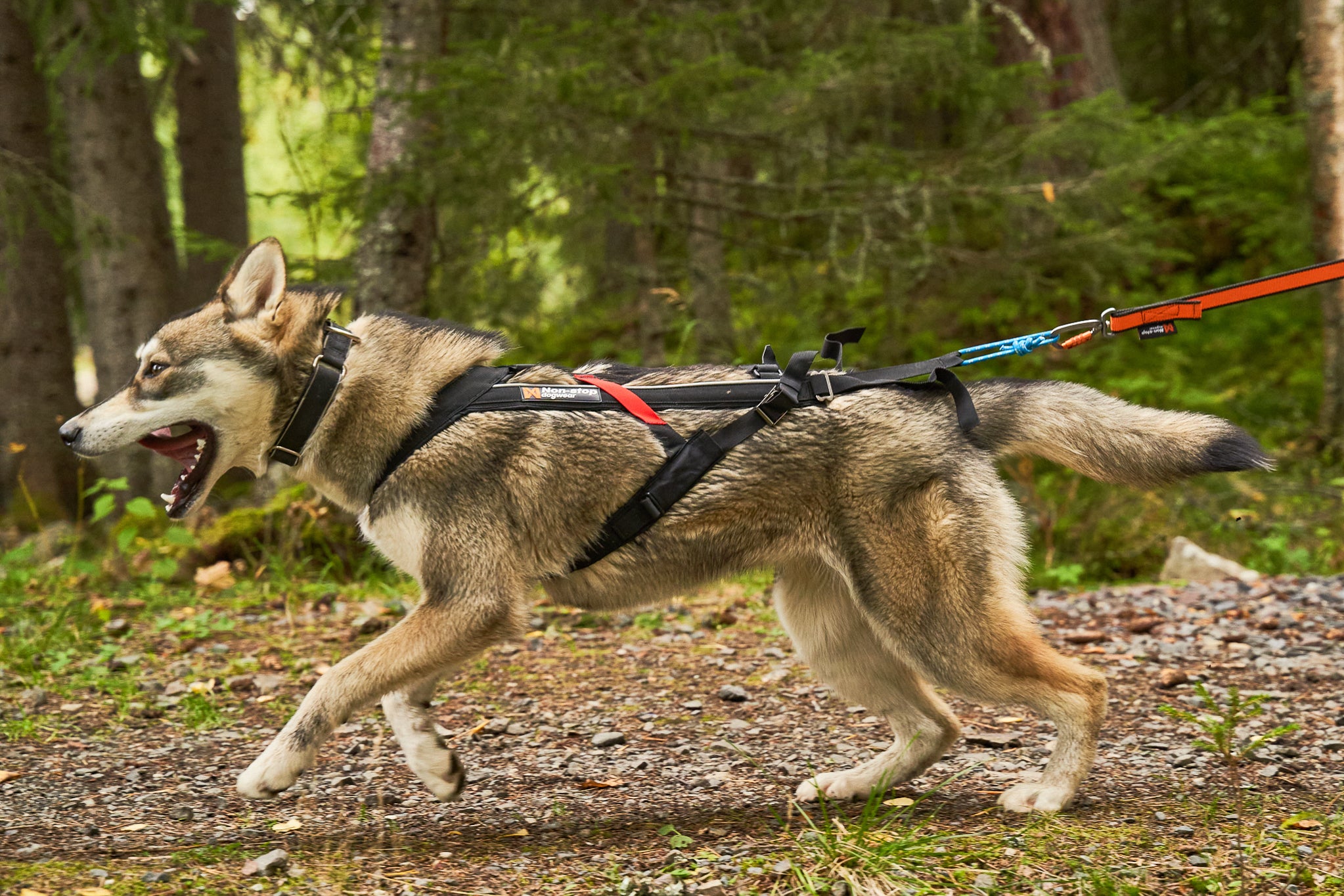 Freemotion Harness - Trekksele for aktive hunder