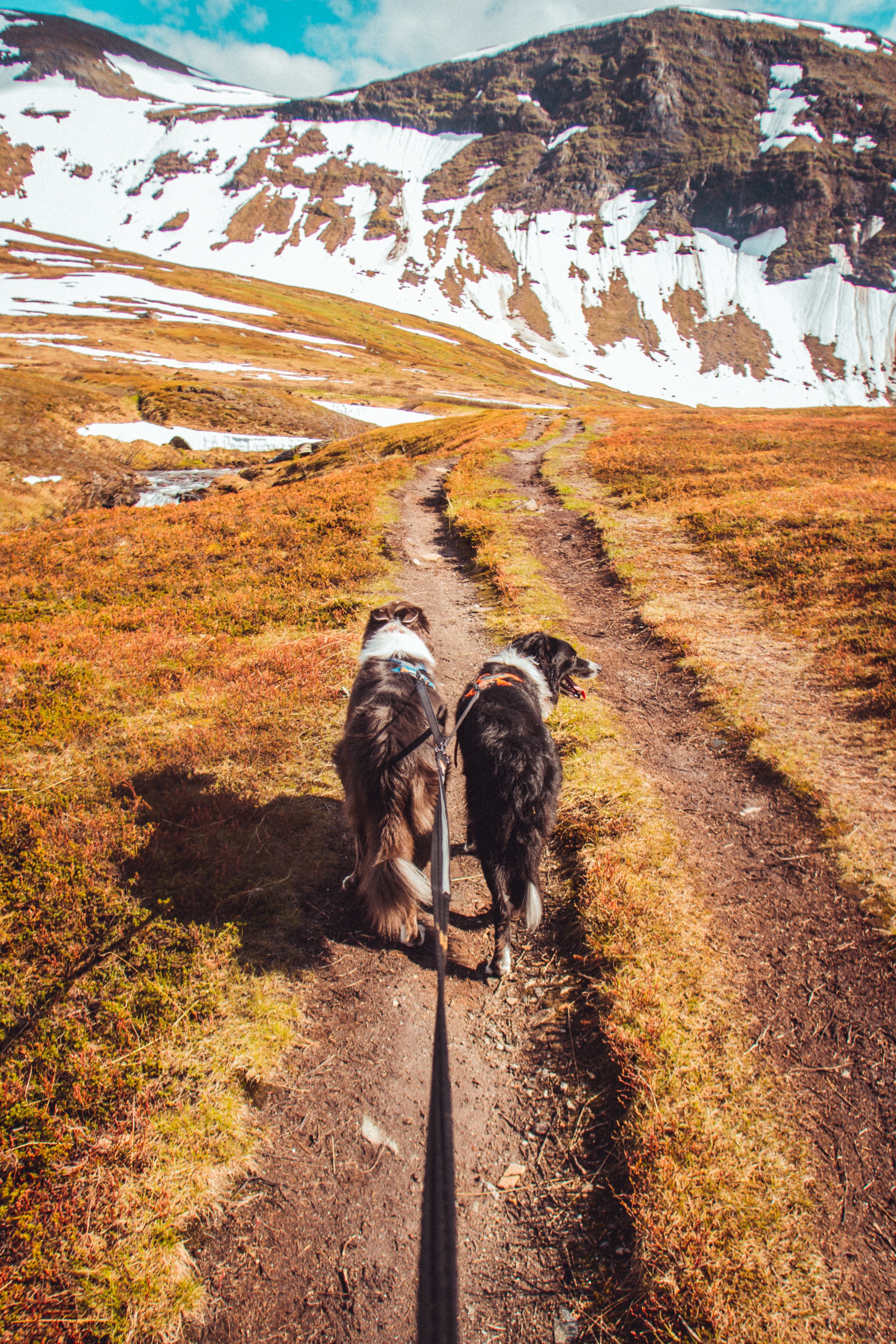 Strong Leash - Mykt og solid bånd