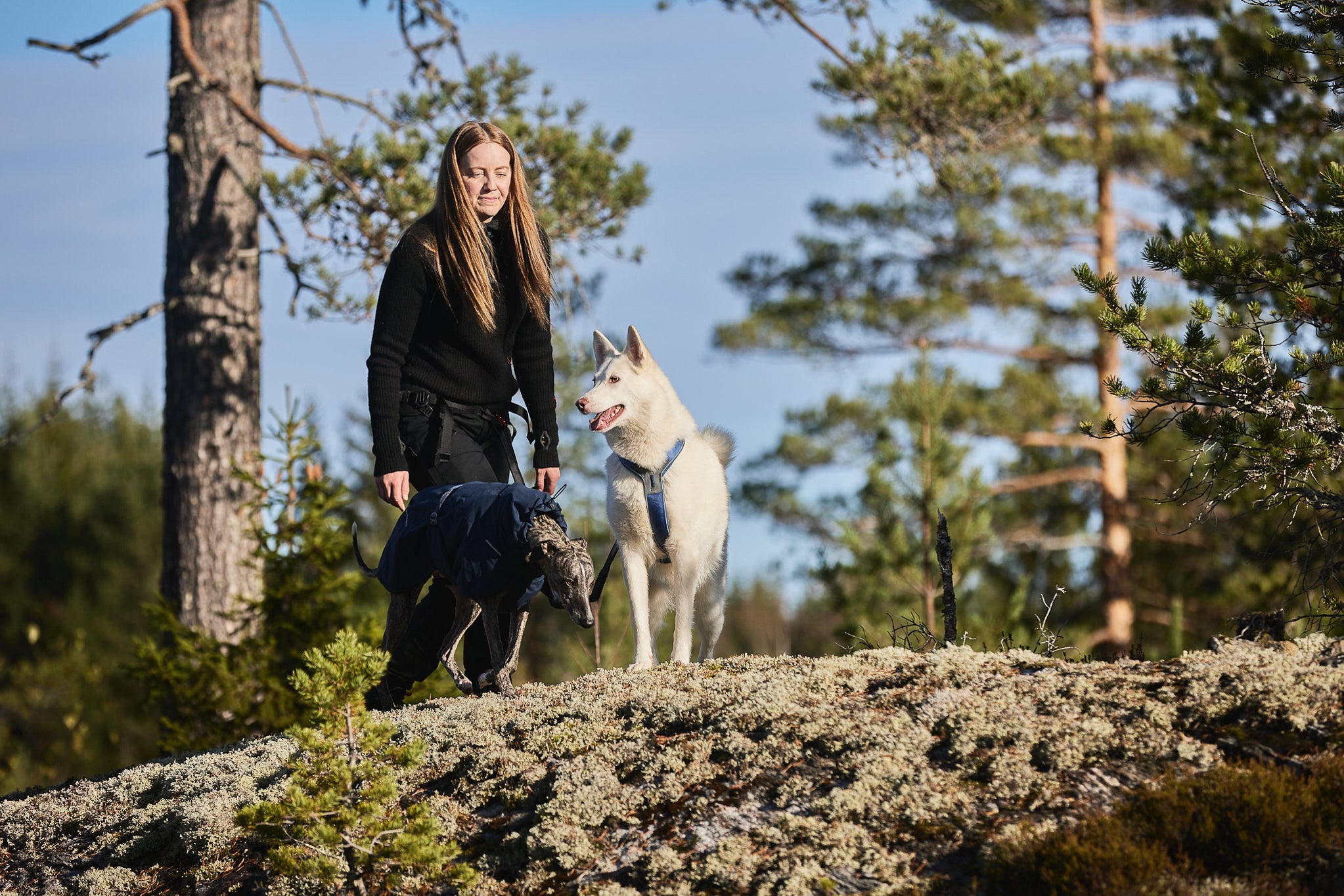 Line Harness 5.0 - Allsidig trekksele, Lilla