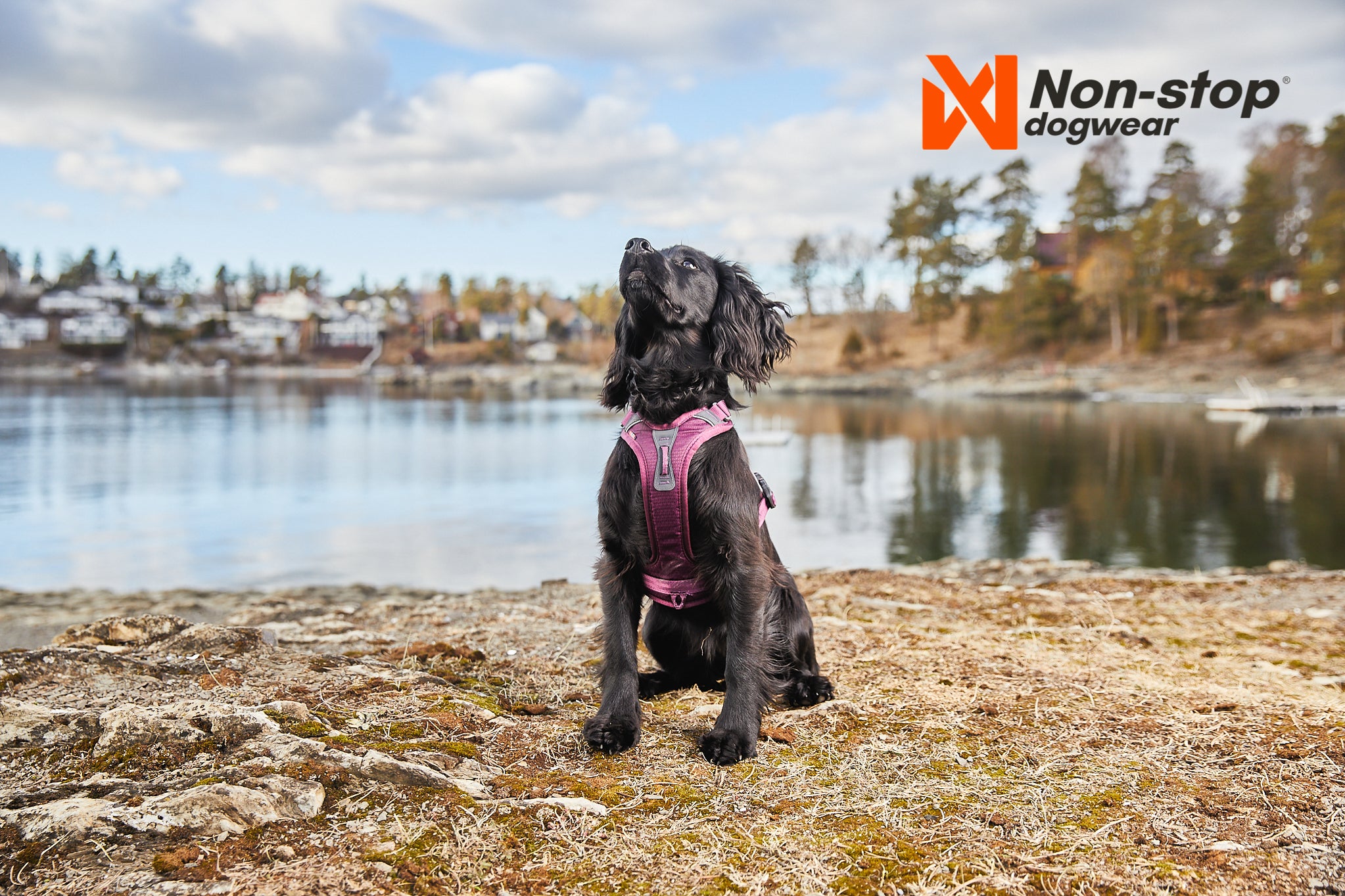 Ramble Harness - Allsidig hverdagssele, Sort/Orange
