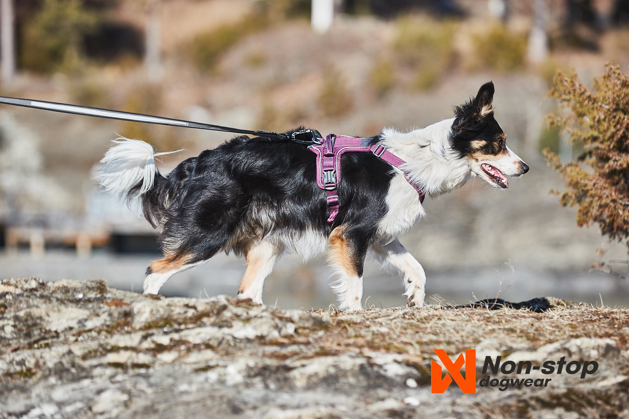 Ramble Harness - Allsidig hverdagssele, Sort/Orange