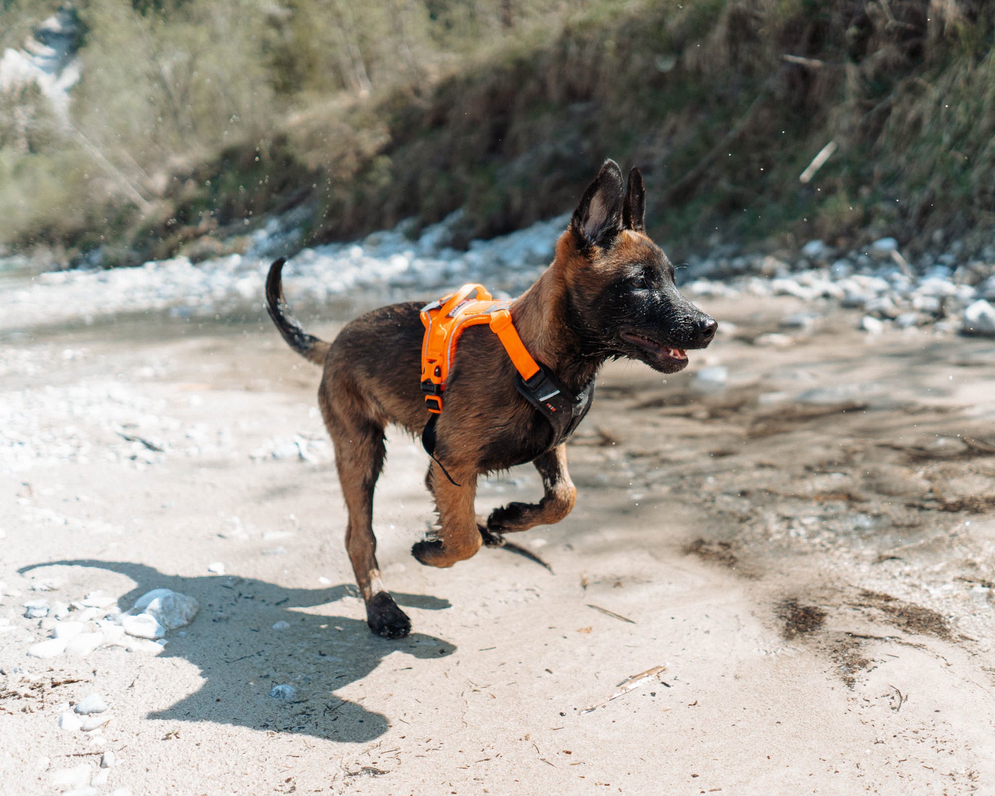 Ramble Harness - Allsidig hverdagssele, Sort/Orange