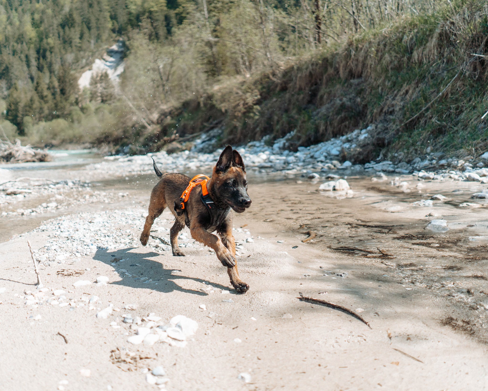 Ramble Harness - Allsidig hverdagssele, Sort/Orange