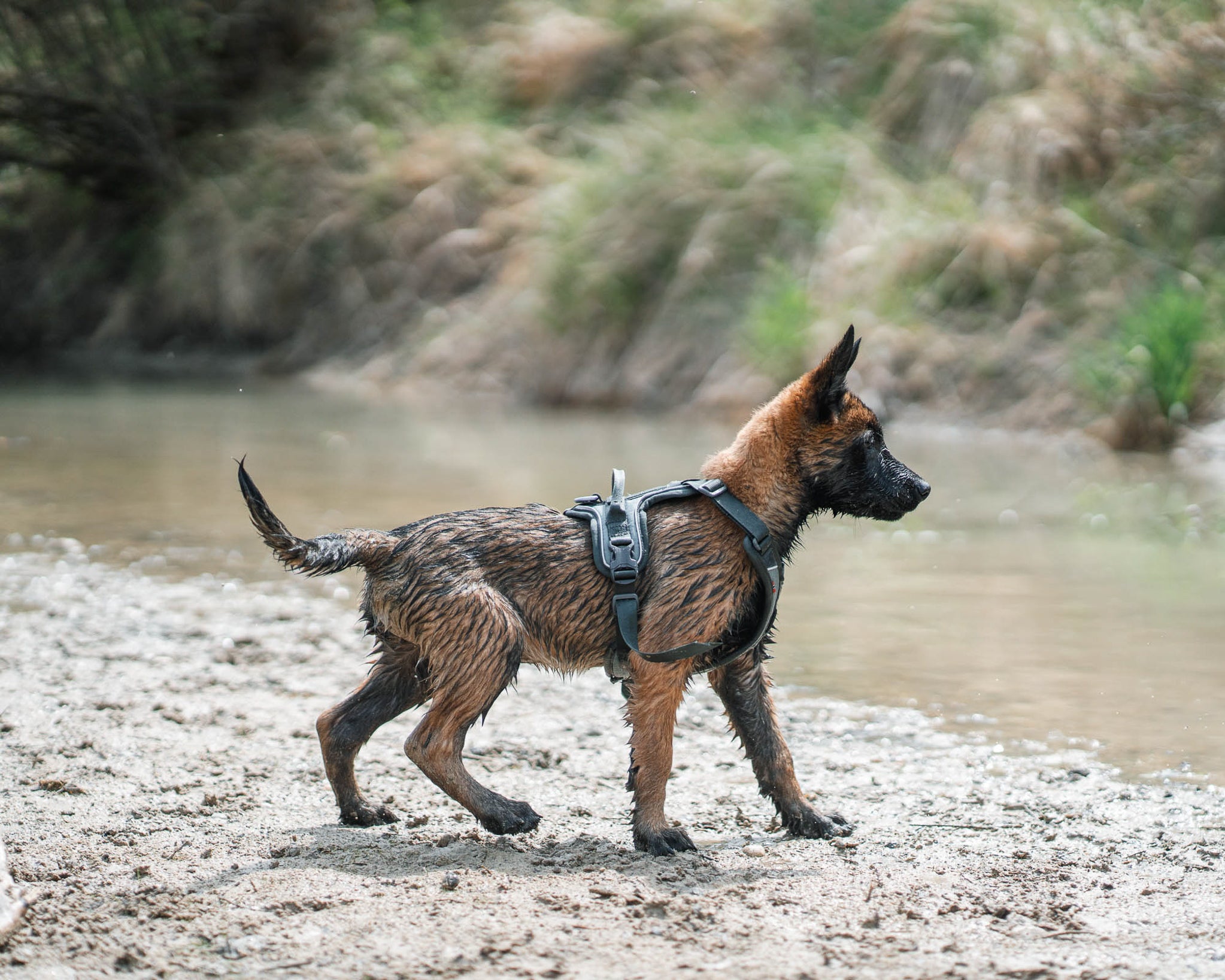 Ramble Harness - Allsidig hverdagssele, Sort/Orange
