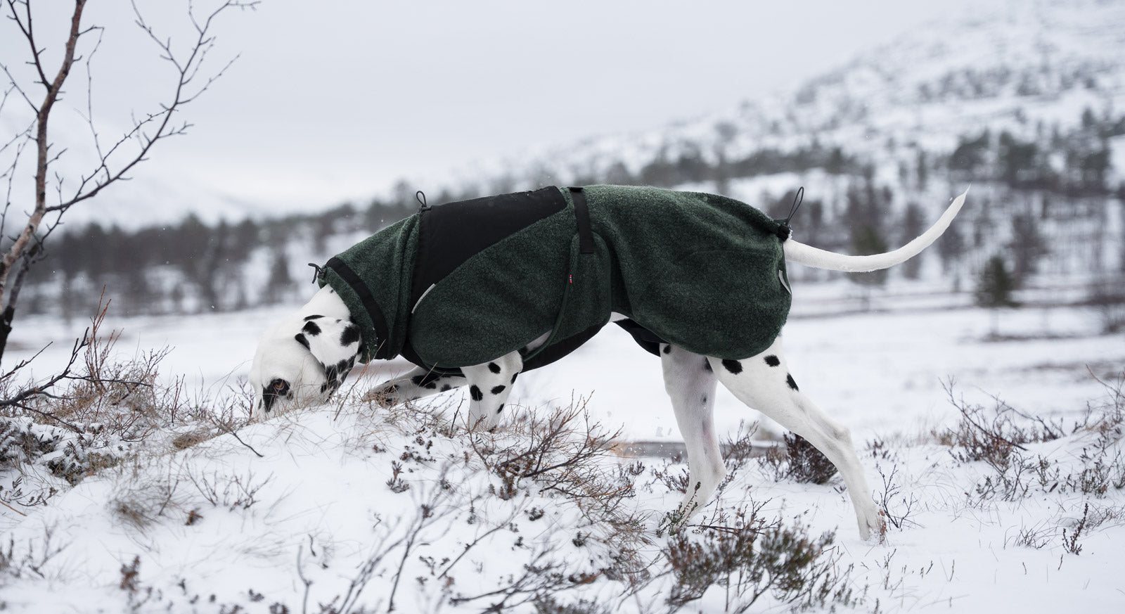 Wool Dog Jacket - Klassisk ulldekken | Dark Teal